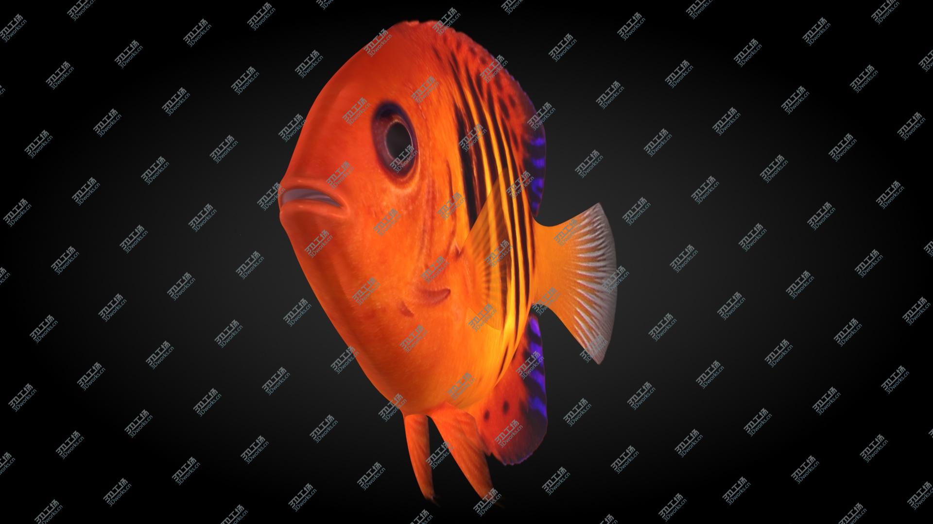images/goods_img/202105071/Flame Angelfish Animated model/4.jpg
